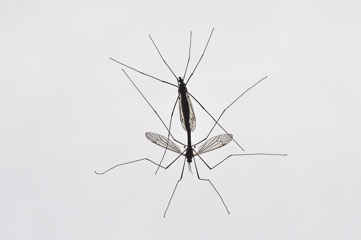 Erwin Nitsche - Paarung